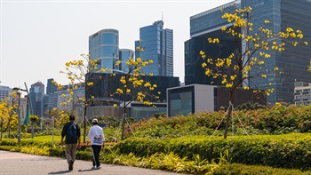 小徑旁的黃鐘木盛開，花色金黃明艷，粉飾了沿途的風景。